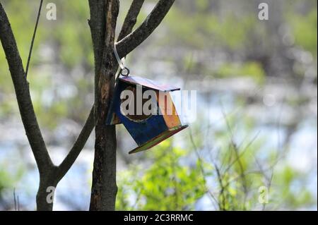 Nid de boîte d'oiseau en bois, posé sur l'arbre en forêt Banque D'Images