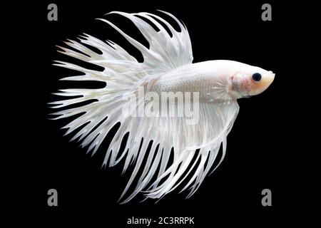 Betta White Crowntail CTHM mâle ou Plakat luttant contre les splendens de poissons sur fond noir. Banque D'Images