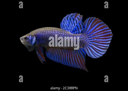 Betta Wild Mahaiensis Blue Male ou Plakat Fighting Fish splendens sur fond noir. Banque D'Images