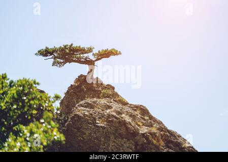 PIN solitaire qui pousse sur une montagne contre le ciel. Paysage. Banque D'Images