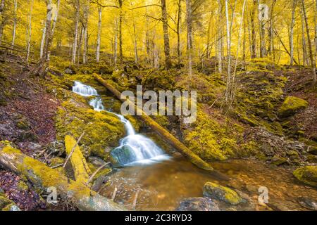 Forêt automnale, rochers couverts de mousse, feuilles mortes. Rivière de montagne avec cascades à l'automne. Couleurs d'automne, paysage naturel tranquille Banque D'Images