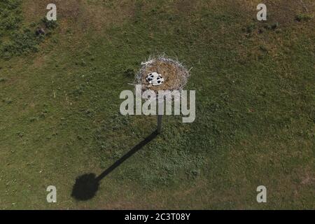 Frumushika Nova, région d'Odessa, Ukraine, Europe de l'est. 26 mars 2019. FROMUSHIKA NOVA VILLAGE, ODESSA OBLAST, UKRAINE - 19 JUIN 2020 : vue aérienne des poussins de cigognes dans un nid sur une colonne. White Stork Credit: Andrey Nekrasov/ZUMA Wire/Alamy Live News Banque D'Images