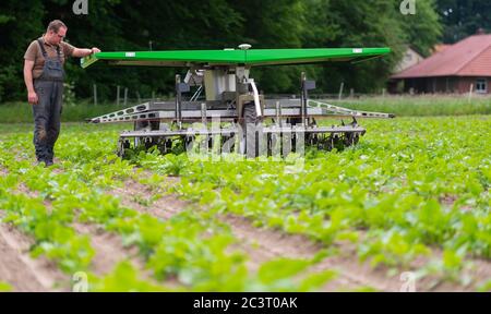 Oldendorf, Allemagne. 09e juin 2020. Sven Dittmer, un agriculteur employé des fermes biologiques d'Oldendorf, vérifie le travail du robot dans un champ de betteraves. (À dpa 'le robot sur la ferme biologique - en cas de problèmes il écrit un SMS') Credit: Philipp Schulze/dpa/Alay Live News Banque D'Images