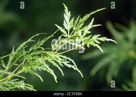 Feuille d'érable japonaise Acer palmatum 'Seiryu' Banque D'Images