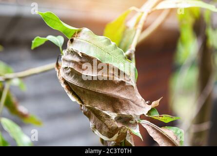 Fourmi rouge sur manguier / nid Ant avec feuille sur arbre Banque D'Images