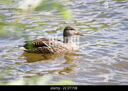 Le Canard colvert femelle (Aras platyrhynchos) nage dans le lac. Canards sauvages dans l'environnement naturel. L'objet de la chasse sportive. Banque D'Images