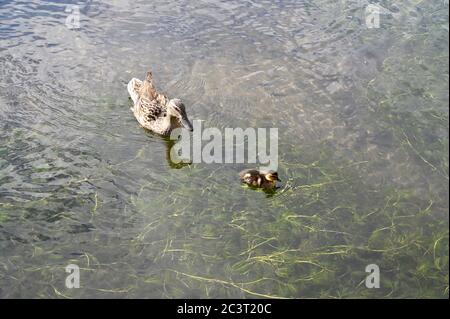 Caneton de Mallard (Aras platyrhynchos) avec la mère. Foots Cray Meadows, Sidcup, Kent. ROYAUME-UNI Banque D'Images