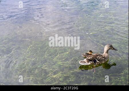 Caneton de Mallard (Aras platyrhynchos) avec la mère. Foots Cray Meadows, Sidcup, Kent. ROYAUME-UNI Banque D'Images