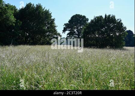 Herbe haute. Foots Cray Meadows, Sidcup, Kent. ROYAUME-UNI Banque D'Images