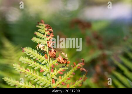 Feuilles de fougères sèches dans la forêt d'automne. Feuilles de fougères séchées sur fond flou Banque D'Images