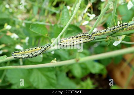 Grand papillon blanc pieris brassicae infestation de caterpillar manger leur chemin à travers les plantes végétales dans le jardin au royaume-uni Banque D'Images