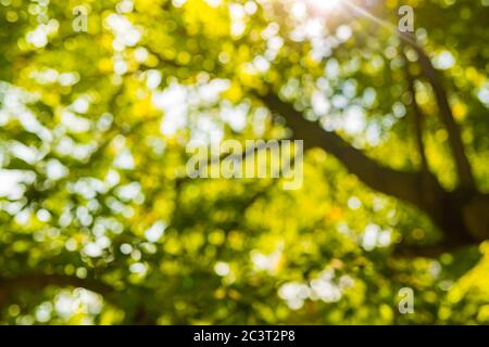 Photo floue, arrière-plan abstrait de la nature. Des arbres verts montrent le soleil du matin. Banque D'Images