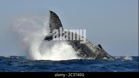Une baleine à bosse lève sa queue puissante sur l'eau de l'océan. La baleine est en pulvérisation d'eau. Nom scientifique : Megaptera novaeangliae. AF Sud Banque D'Images