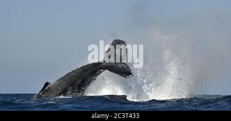 Une baleine à bosse lève sa queue puissante sur l'eau de l'océan. La baleine est en pulvérisation d'eau. Nom scientifique : Megaptera novaeangliae. AF Sud Banque D'Images