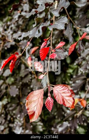 Feuillage de Fagus sylvatica 'Purpurea Nana' Banque D'Images