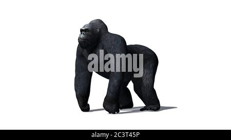 gorilla - isolé sur fond blanc Banque D'Images