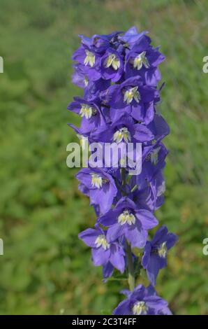 Fontaine magique de Delphinium dans le jardin. Collection de delphinium double fleur bleue Banque D'Images