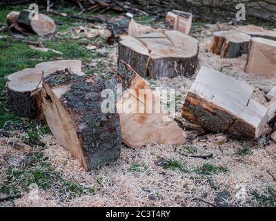 Parties d'un tronc d'arbre scié, non triées avec beaucoup de sciure. Banque D'Images