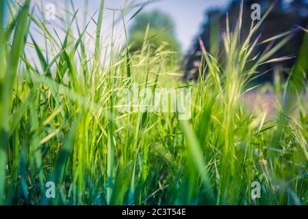 Herbe fraîche et paysage flou. Champ et forêt de près avec prairie verte Banque D'Images