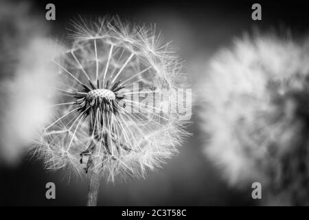 Photographie de macro pissenlit sur blanc en noir. Macro-photographie abstraite des graines de plantes. Procédé noir et blanc Banque D'Images