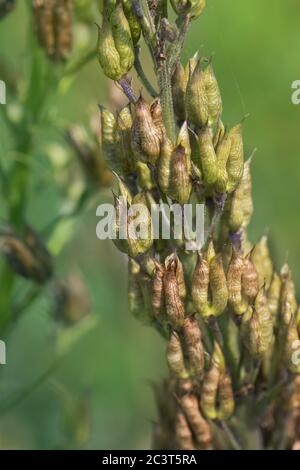 Plantation biologique dans le champ. Les plantes sont cultivées à partir de graines. Delphinium, rapaseeds séchés. Concept d'agriculture de Delphinium. Banque D'Images