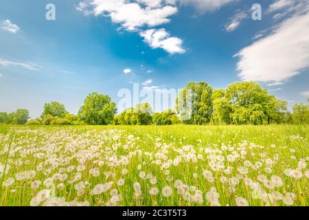 Prairie d'été verte avec pissenlits au coucher du soleil. Arrière-plan nature. Printemps été paysage de prairie, nature de près Banque D'Images