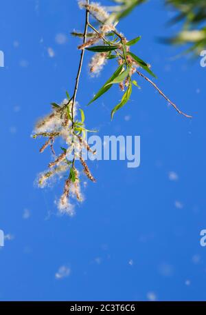 fond naturel avec peluches blanches qui volent depuis les branches d'arbre et causent des allergies saisonnières Banque D'Images