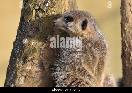 Un Meerkat vraiment mignon sur le regard-dehors d'une ferme de zoo Banque D'Images