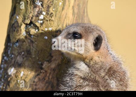 Un Meerkat vraiment mignon sur le regard-dehors d'une ferme de zoo Banque D'Images