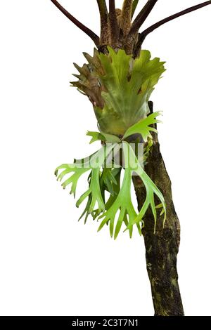 plante verte de platycerium superbum est suspendu d'un arbre isolé sur fond blanc. plantes de forêt tropicale de pluie. cadre nature bordure de jungle. avec Banque D'Images