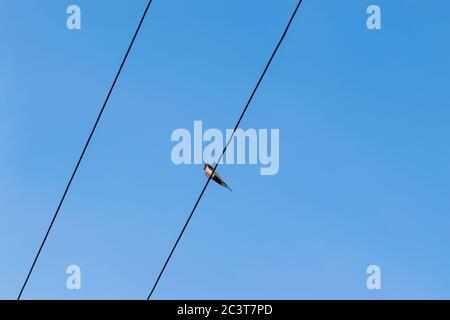 Seul hirondelle oiseau assis sur les fils devant le ciel bleu et clair pendant la soirée d'été avec espace de copie Banque D'Images