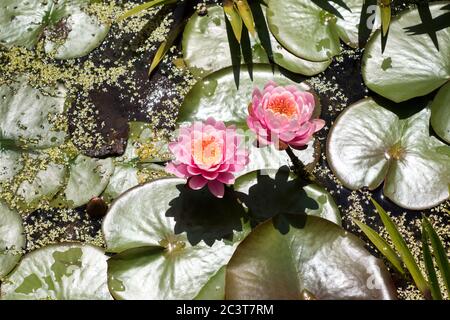 Water Lilly's en fleur dans le jardin de l'étang dans l'est du Sussex Royaume-Uni Banque D'Images