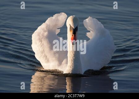 Mute Swan, Cygnus olor, natation pour un adulte. Welney, Norfolk, Royaume-Uni. Banque D'Images