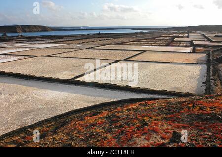 Les salées de Lanzarote. Le sel de travail travaille à Salinas de janubio sur la côte ouest, Lanzarote, îles Canaries, Europe Banque D'Images