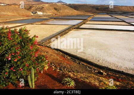 Les salées de Lanzarote. Le sel de travail travaille à Salinas de janubio sur la côte ouest, Lanzarote, îles Canaries, Europe Banque D'Images