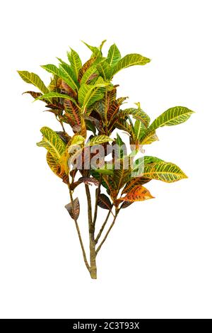 Codiaeum variegatum (jardin de croton ou de croton variégé) feuillage avec fleurs, feuilles de Croton sur branche isolée sur fond blanc avec chemin de coupure Banque D'Images