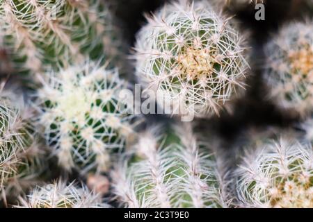 Photo aérienne d'un cactus vert de près. Photographie horizontale au céital. Banque D'Images