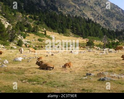 Paysage de vaches paissant dans une haute vallée de montagne. Image horizontale. Banque D'Images