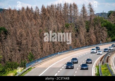 Waldsterben im Bergischen Land, an der Autobahn A4, BEI Engelskirchen, über 70 Prozent der Fichten Bäume sind erkrankt, beschädigt, meist durch den Bo Banque D'Images