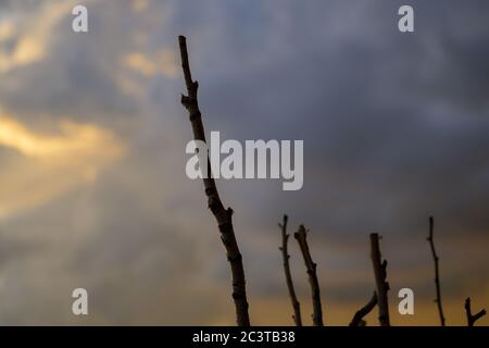 Branches élaguées d'un arbre silhoueted contre le coucher du soleil avec un ciel gris nuageux et un espace de copie pour les thèmes liés à la météo Banque D'Images