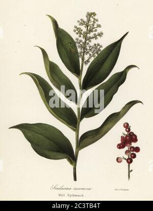 Treacleberry, Maianthemum racemosum (spikenard sauvage, Smilacina racemosa). Lithographie de couleur main d'Endicott d'après une illustration botanique de la flore de l'État de New York de John Torrey, Carroll et Cook, Albany, 1843. Les assiettes dessinées par John Torrey, Agnes Mitchell, Elizabeth Paoley et Swinton. John Torrey était un botaniste, chimiste et médecin américain de 1796 à 1873. Banque D'Images