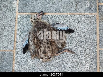 Un mouette en hareng mort poussin Banque D'Images