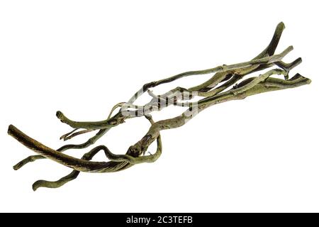 Racine de bois raisin de Bush ou ciyratia sauvage de vigne à trois feuilles (Cayratia trifolia) liana lierre plante buisson, cadre nature bordure de jungle, isolé sur le dos blanc Banque D'Images