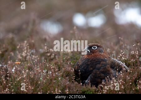 Un Grouse rouge (Lagopus lagopus) pendant une forte neige sur une lande de tétras dans le parc national de Cairngorms, en Écosse. Banque D'Images