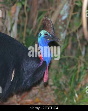 Casowaire méridional, casowaire à double puissance, casowaire australien, casowaire à deux puissances (Casuarius casuarius), homme debout, portrait, Australie, Queensland, aire d'utilisation de jour de Licuala Banque D'Images