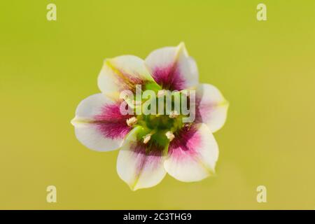 Ail au miel (Allium siculum, Nectaroscordum siculum), fleur du dessous Banque D'Images