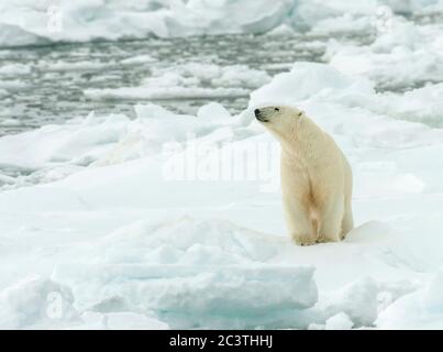 Ours polaire (Ursus maritimus), debout sur la banquise, Norvège, Svalbard Banque D'Images