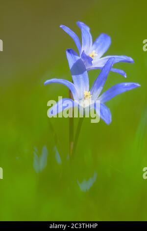 Gloire de la neige, gloire de la neige (Chionodoxa luciliae, Scilla luciliae, Chionodoxa luciliae), fleurs dans un pré, pays-Bas Banque D'Images