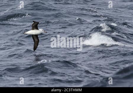 Albatros brun noir (Thalassarche melanophris, Diomedea melanophris), jeune oiseau en vol au-dessus de l'océan Atlantique Sud, vue d'en dessous, Afrique du Sud Banque D'Images