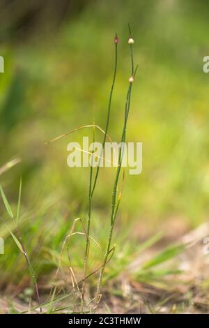 Ail de campagne, ail de corbeau, oignon sauvage (Allium vineale), en bourgeons, pays-Bas, Frise Banque D'Images